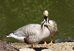 Aves
