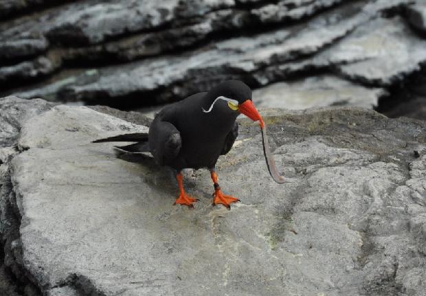 Andorinha-do-mar-Inca