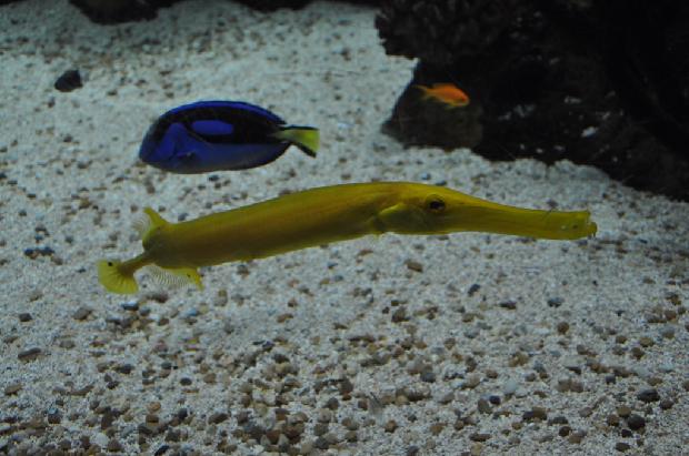 Peixe-trombeta