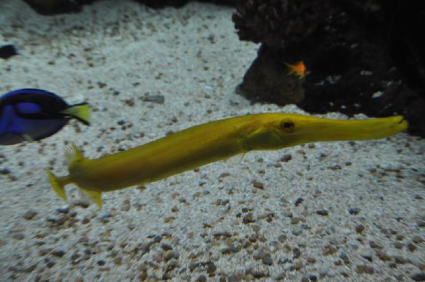 Peixe-trombeta