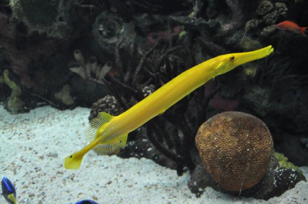 Peixe-trombeta
