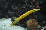 Peixe-trombeta-chinês <i>(Aulostomus chinensis)</i>