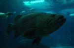 Garoupa-gigante <i>(Epinephelus lanceolatus)</i>