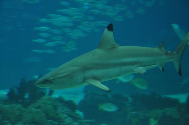 Tubarão-de-pontas-negras-do-recife