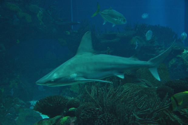 Tubarão-corre-costa