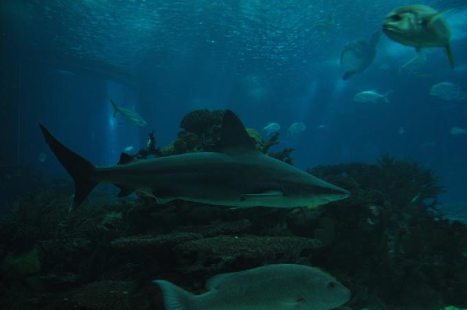 Tubarão-corre-costa