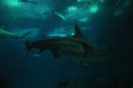 Tubarão-touro <i>(Carcharias taurus)</i>