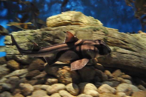 Tubarão-de-Port-Jackson