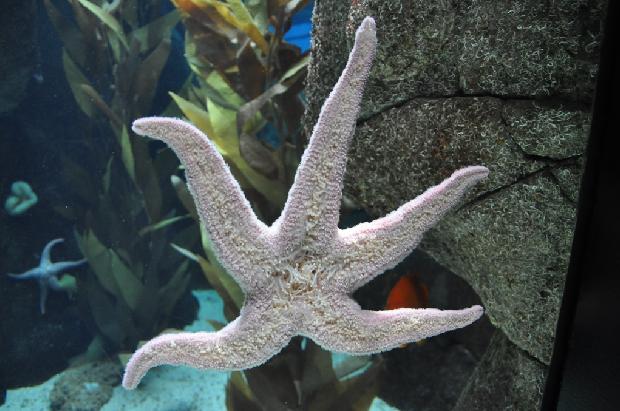 Estrela-do-mar-púrpura