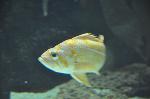 Peixes