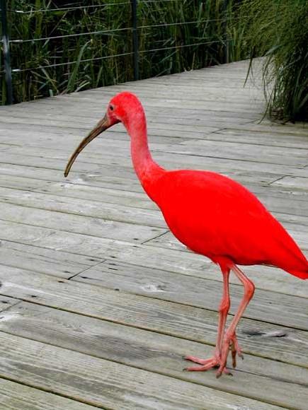 Íbis vermelho