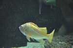 Cantarilho-do-kelp <i>(Sebastes atrovirens)</i>