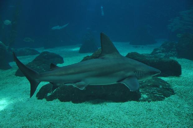 Tubarão-corre-costa