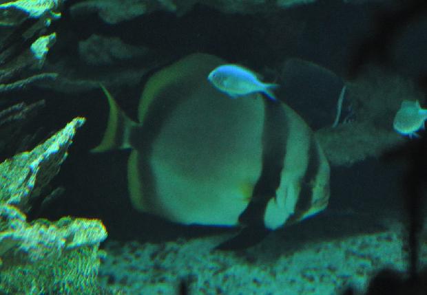 Peixe-morcego-redondo