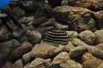 Riscadinho <i>(Microcanthus strigatus)</i>