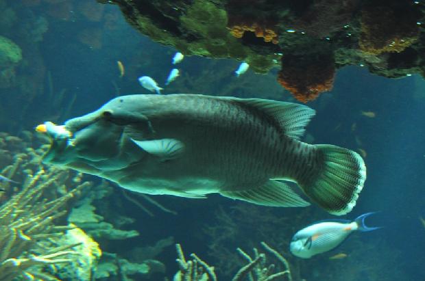 <i>Cheilinus undulatus</i>