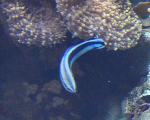 Bodião-limpador <i>(Labroides dimidiatus)</i>
