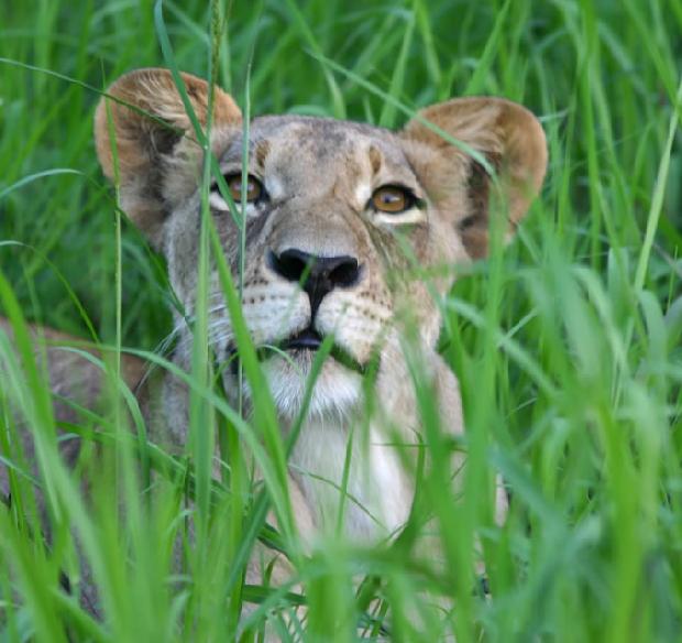 Parque Nacional da Gorongosa: leoa