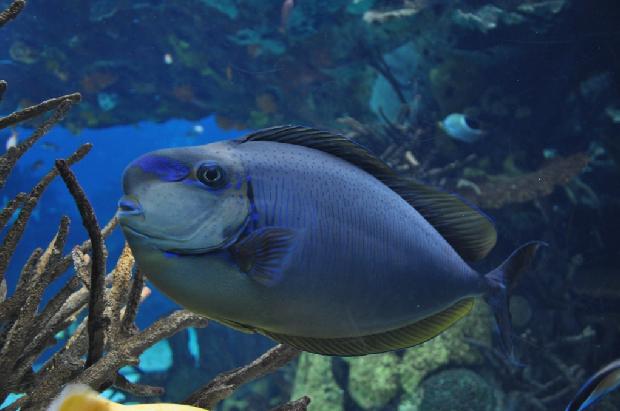 <i>Naso vlamingii</i>