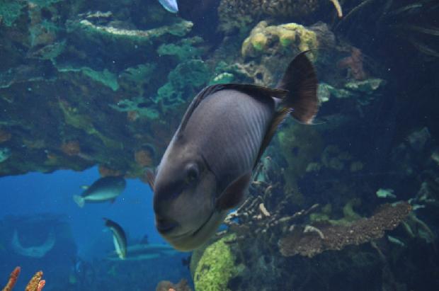 Peixe-unicórnio-de-nariz-grande