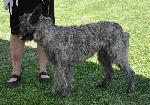 Cães