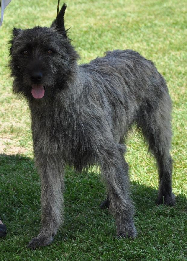 Boieiro das Ardenas