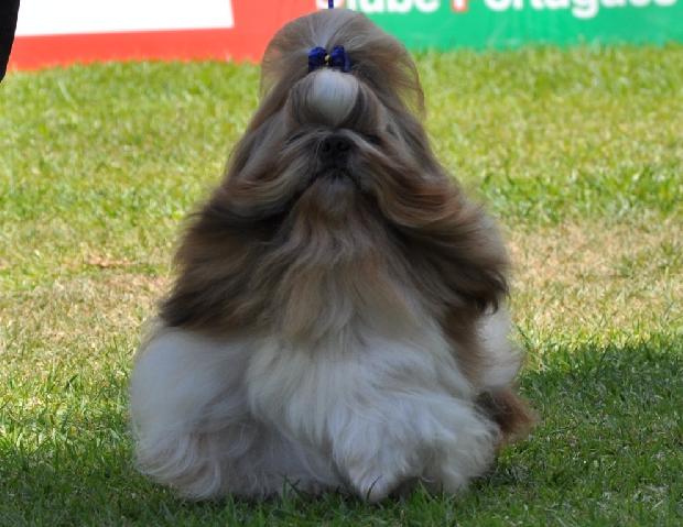 Shih-tzu