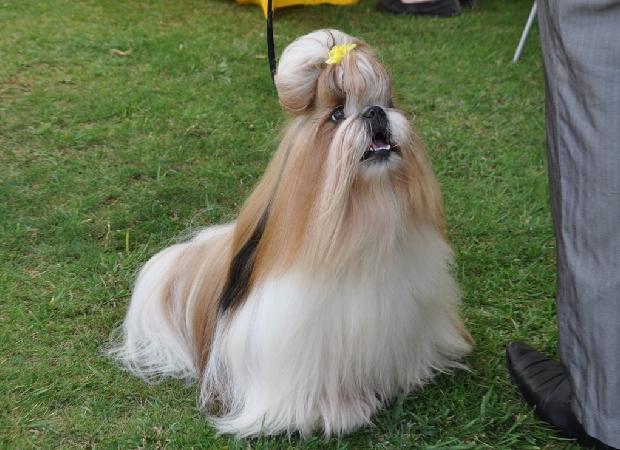Shih-tzu