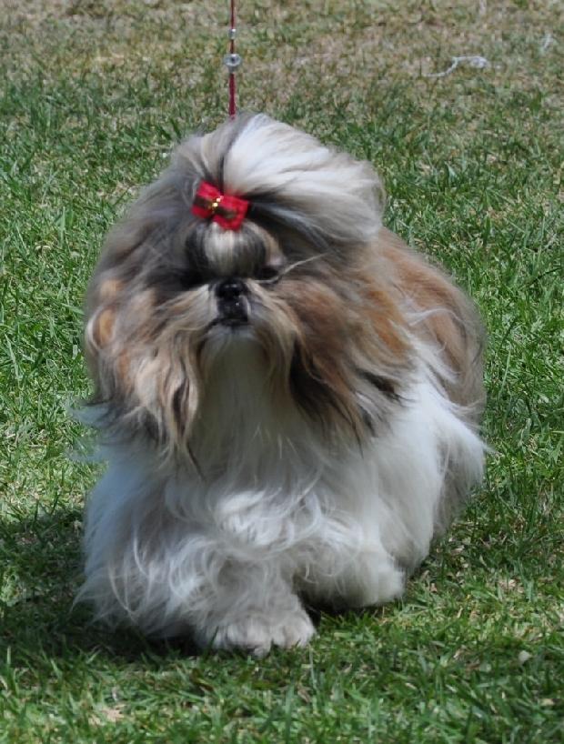 Shih-tzu