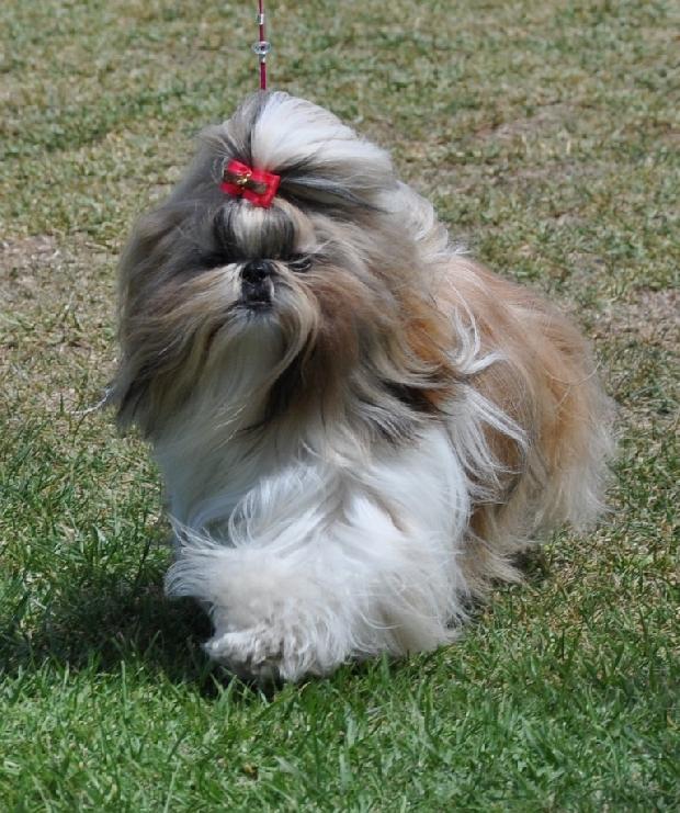 Shih-tzu