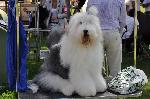Cães