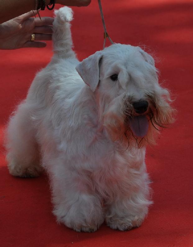 Sealyham Terrier