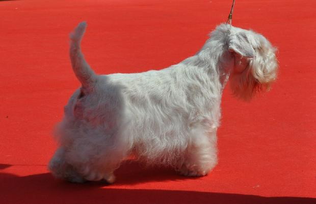Sealyham Terrier