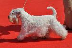 Cães