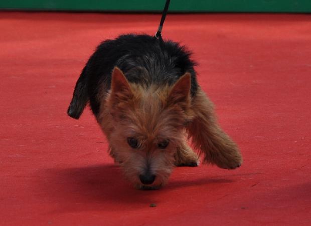 Norwich Terrier
