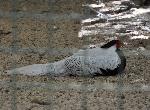 Aves