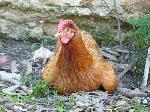 Animais de quinta