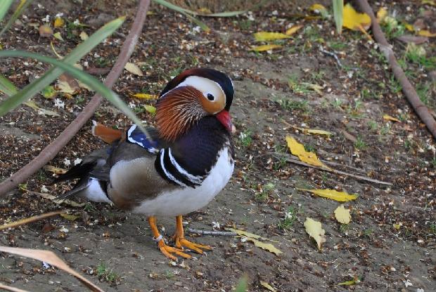 Pato-Mandarim