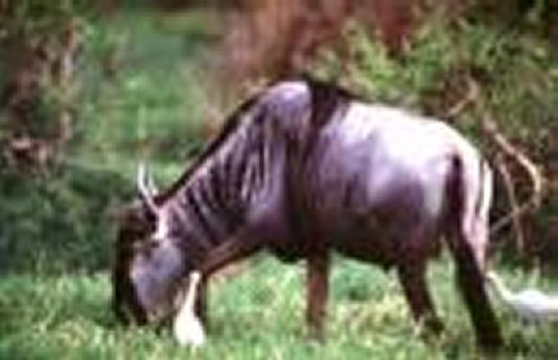 Gnu