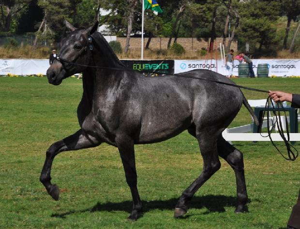 Lusitano