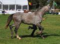Lusitano