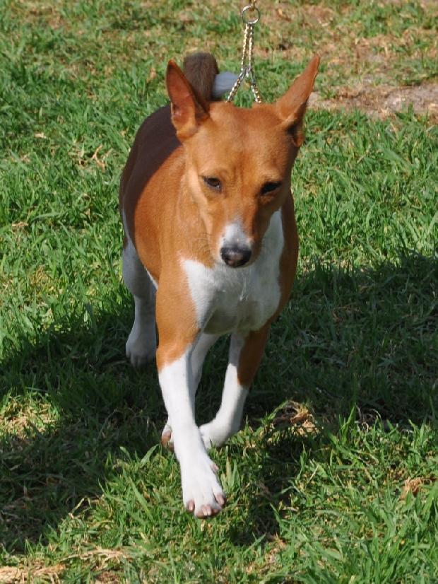 Basenji