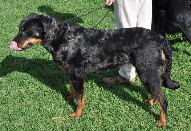 Cão de Pastor de Beauce