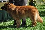 Cães