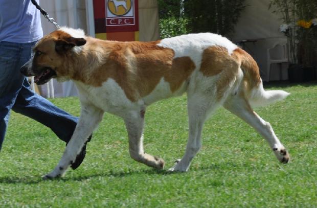 Cão de Gado Transmontano