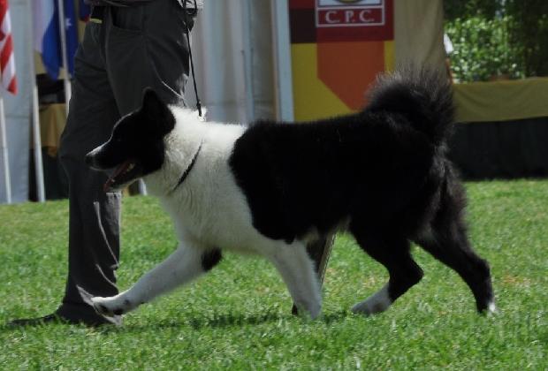Cão de Ursos da Carélia