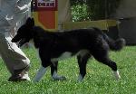 Cães