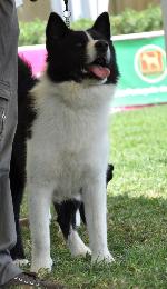 Cães