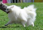 Cães