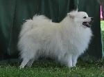 Cães